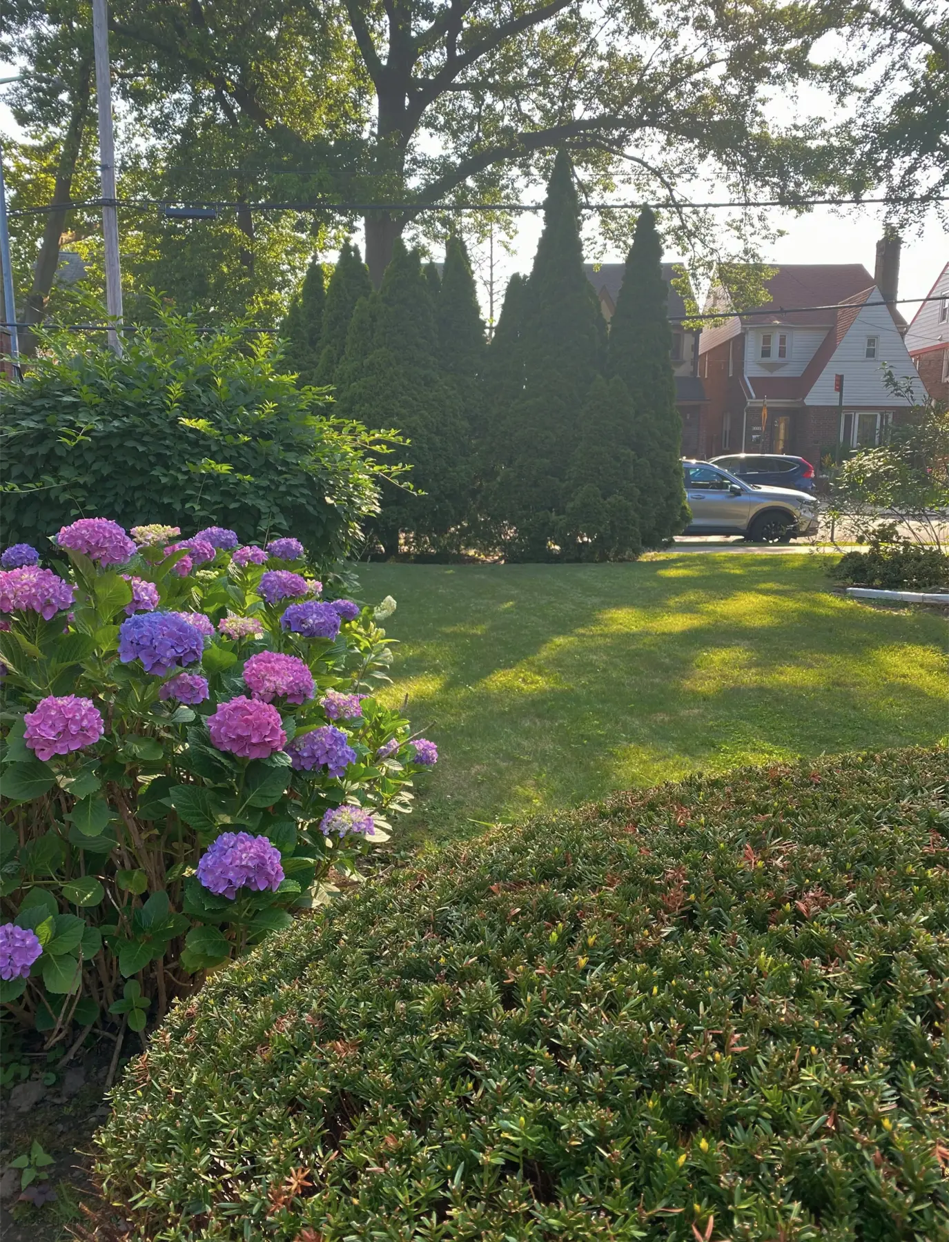 Back yard