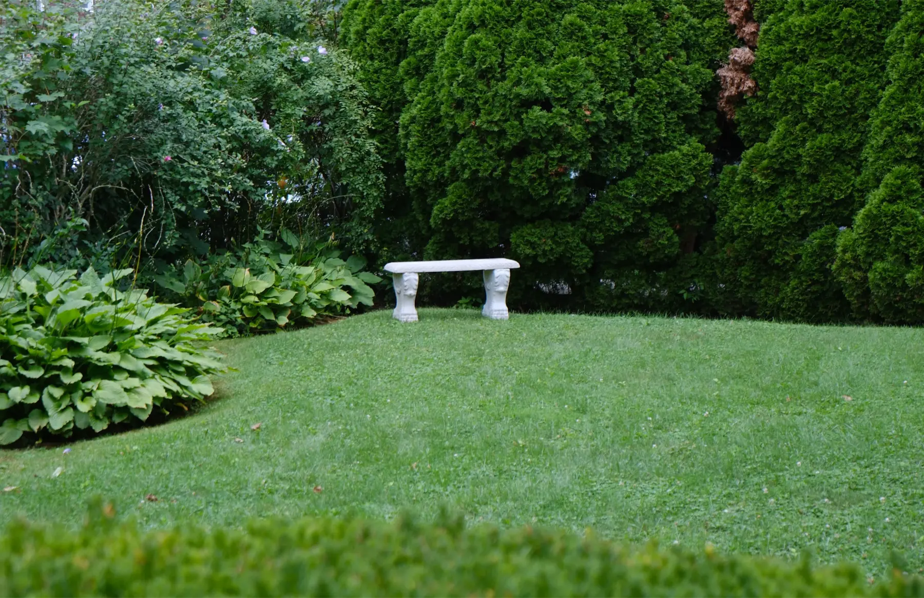 Back yard